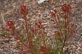 Isopogon anemonifolius in winter