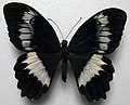 Papilio woodfordi (Woodford's Swallowtail)