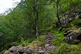 Petits arbres feuillus le long d'un sentier de montagne.