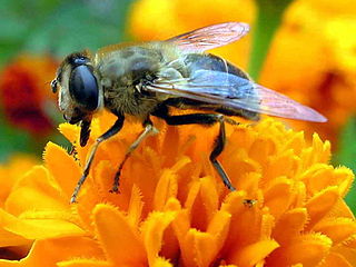 Eristalis tenax