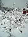 The plant still standing in winter Kerava, Finland