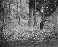 Landslide terrace, north bank of Caddo Lake, c. 1910