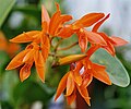 Cattleya aurantiaca