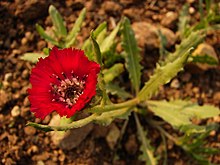 Centaurea tchihatcheffii yanardoner sevgi 05668.jpg