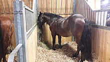 Cheval vu de dos, dans une stalle de bois et de métal.