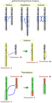 chromozomová mutace