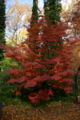 shrub, fall colour