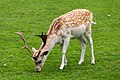 * Nomination Deer at Dunham Massey Hall --Mike Peel 07:52, 14 October 2024 (UTC) * Promotion Good quality. --Cayambe 08:43, 15 October 2024 (UTC)