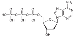 Struktur von Desoxyadenosintriphosphat