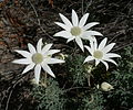 Flannel Flowers