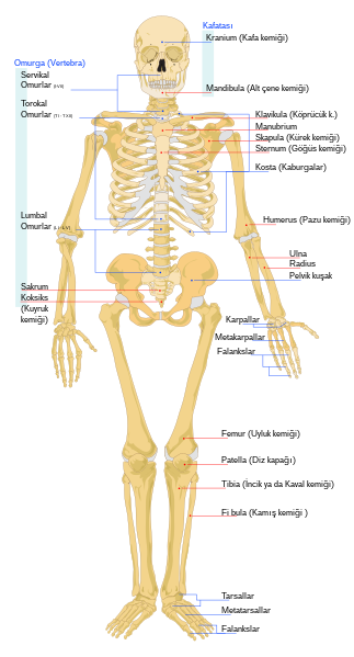 File:Human skeleton front tr.svg