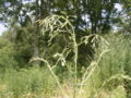 cluster of buds