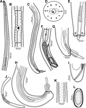 Lichaamsbouw van Capillaria plectropomi. A: voorste uiteinde van mannetje, zijaanzicht. B: stichocyte in het middelste deel van het stichosoom. C: achterste uiteinde van mannetje, zijaanzicht. D: kop van vrouwtje, apicaalaanzicht. E: staarteinde van mannetje, ventraalaanzicht. F: regio van vulva, zijaanzicht. G, H: staarteinde van mannetje (verschillende exemplaren), zijaanzichten. I: staart van vrouwtje, zijaanzicht. J: spiculum, zijaanzicht. K: laterale bacillaire band in de farynx, zijaanzicht. L: volledig ontwikkeld ei.