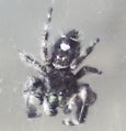 Phidippus workmani(?) 10 mm. She is shy and wary.