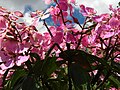 Detalhe de flores de quaresmeira rosa, botanicamente denominada de Kathleen