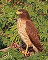 Roadside hawk