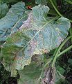 Cercospora leaf spot