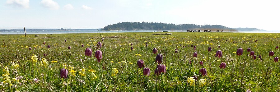 Strandängarna i Sandemars naturreservat i Stockholms skärgård är inte särskilt påverkade av saltvatten utan hyser en rikedom av inlandsväxter som gullviva och kungsängslilja.