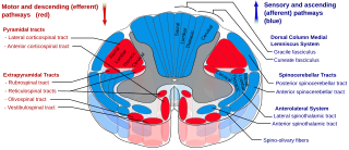 Spinal cord tracts. Attribution-Share Alike 3.0 Unported licensing, attributed to Polarlys and Mikael Häggström.