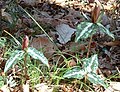 Trillium decipiens