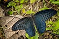 * Nomination Open wing basking position of Papilio protenor (Cramer, 1775) - Spangle. By User:ManaskaMukhopadhyay --TAPAN1412 15:23, 14 October 2024 (UTC) * Promotion  Support Good quality. --Alexander-93 19:27, 14 October 2024 (UTC)