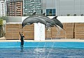 * Nomination dolphins of the oceanografic in valencia-Spain Alberto-g-rovi 09:31, 19 December 2013 (UTC) * Promotion Good shot. I tried to crop it on the right and top:it looks more dramatic. Please add the English description to the file description. --Moroder 17:19, 22 December 2013 (UTC)