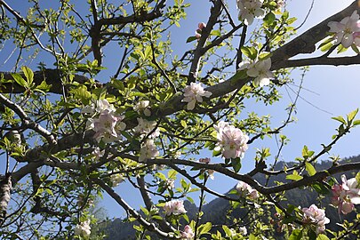 Apple blossoms