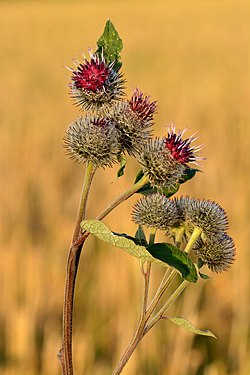 Pūkainais diždadzis (Arctium tomentosum)