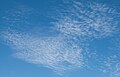 Cirrocumulus castellanus and Cirrocumulus floccus