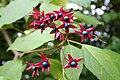 Počeleď Ajugoideae: plody blahokeře trojmého (Clerodendrum trichotomum)