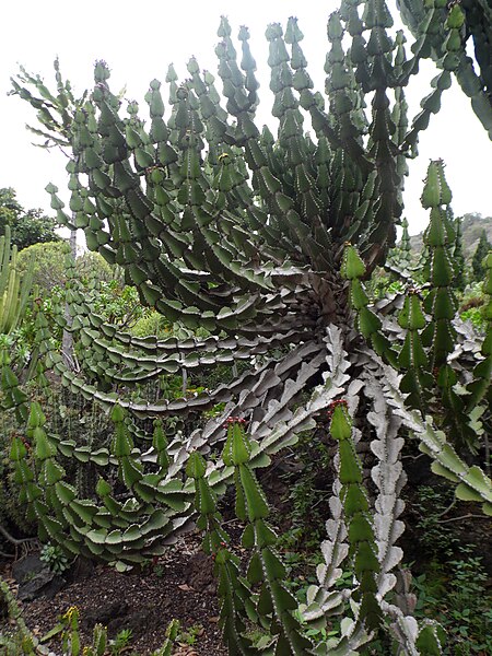 File:Euphorbia cooperi kz2.JPG