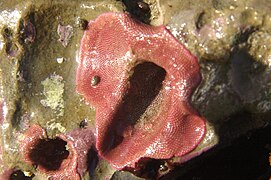 Eurystomella bilabiata