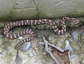 Amurviper im Nationalpark