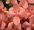 Ixora coccinea