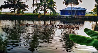 Kuttanad beauty.jpg