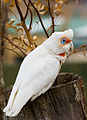 Long billed corella