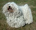 White Puli