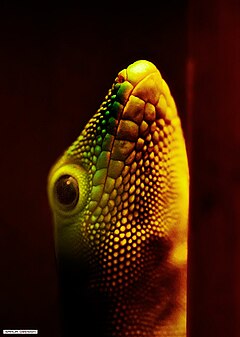 Description de l'image Phelsuma-gecko.jpg.