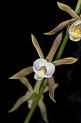 Prosthechea pterocarpa