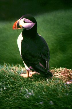 Lunde (Fratercula arctica)