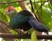 Red crested turaco.jpg