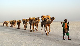 Salt transport by a camel train on Lake Karum, Ethiopia.