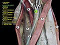 Adductor longus muscle