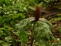 Trillium foetidissimum