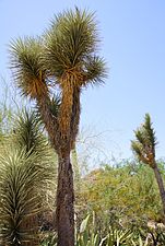 Stipe ramifié de Yucca filifera