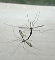 ◣OW◢ 02:40, 25 July 2021 — 20210621 Tipulidae (crane flies) (21 June 2021)