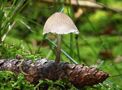 Mycena strobilicola