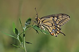 Old World swallowtail (Papilio machaon gorganus) underside Hungary.jpg