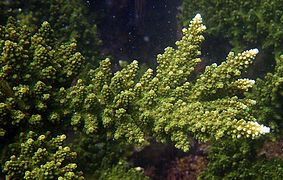 Acropora florida