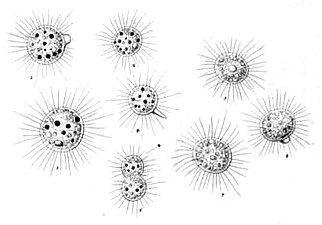 A. sol, Illustration von 1830